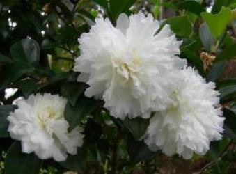 October Magic® Ivory™ Camellia, Camellia sasanqua 'Green 99-016'